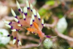 Cool looking nudi. Taken with Canon 10d in Indonesia. by Jaime Wallace 